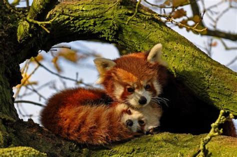 Carolinablues Red Panda Cuddling Animals