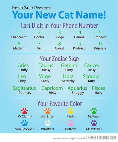 Really Funny Cat Names Cat Mania