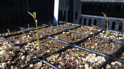 How To Grow A Tea Garden With Camellia Sinensis Tea Plant Seeds