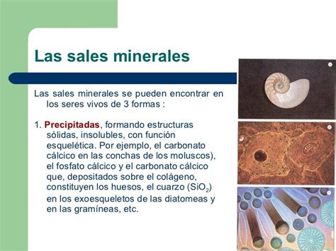 Biomoléculas Inorgánicas Las Sales Minerales