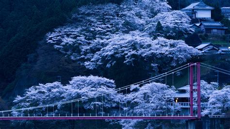 Japan Bridge Sakura Wallpaper Hd Nature 4k Wallpapers Images