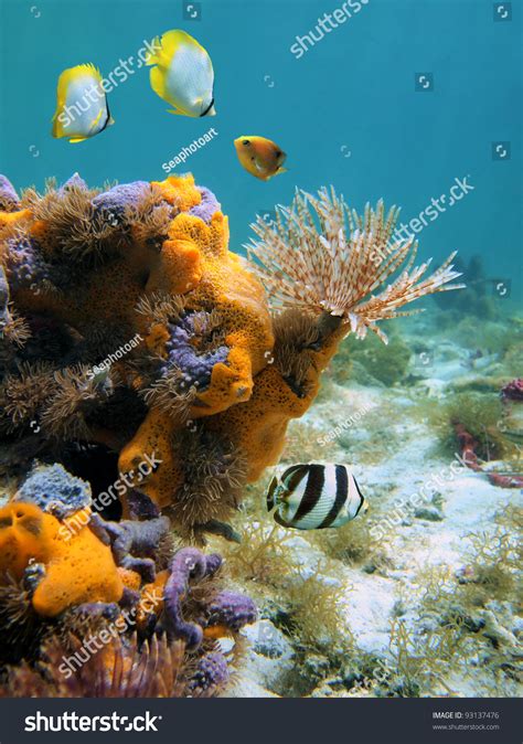 Underwater Marine Life Caribbean Sea Feather Stock Photo