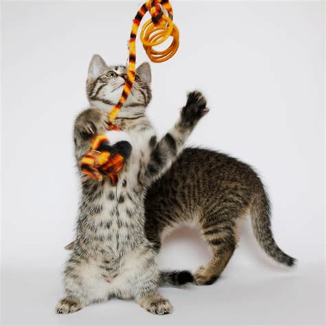 The Best Eco Friendly Cat Toys Ever