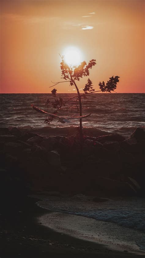 Download Wallpaper 938x1668 Sea Sunset Twilight Tree Bird Coast