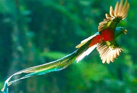 Top 10 Most Stunningly Beautiful Birds In The World N