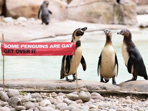 Same Sex Penguin Couples Celebrate Pride At London Zoo Shropshire Star