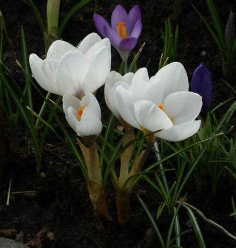 Crocuswhite Winterearly Spring Bulb Planting Flowers