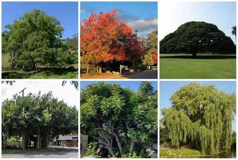 14 Fast Growing Shade Trees To Grow In Florida