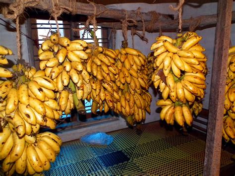 Filekerala Banana Poovan Pazham 1