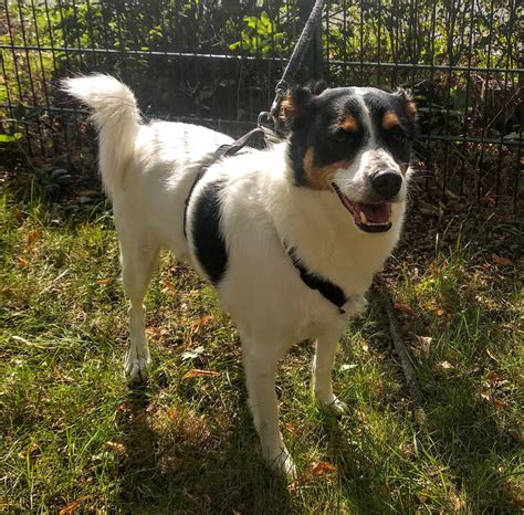 Lebensmonat als ausgewachsene hunde angesehen werden. Hunde