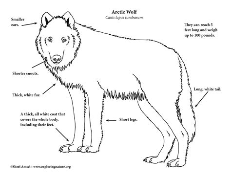 Wolf Parts Diagram Boat Wiring
