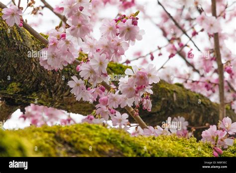 Many Pink Cherry Blossoms On A Tree Branch Full Of Green Moss In Spring