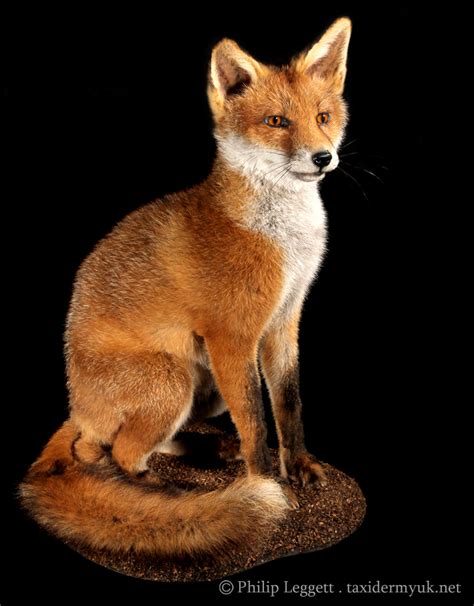Get the best of fox news delivered to your inbox daily. Fox Cub - Taxidermy UK