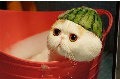 Cute Cat With Watermelon Hat