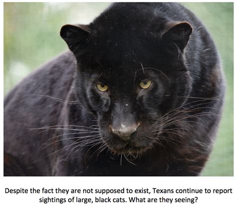 Texas Cryptid Hunter New Black Panther Reports From Texas