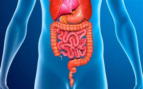 Aparato Digestivo Sus Partes Y Funcionamiento Con Imágenes