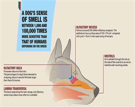 A Dogs Sense Of Smell Is 1000 10000 Times Stronger Than Humans