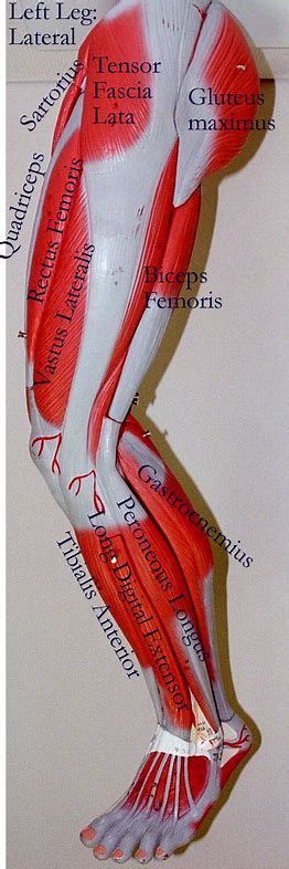 Imágenes Human Anatomy And Physiology Medical Anatomy Muscle Anatomy