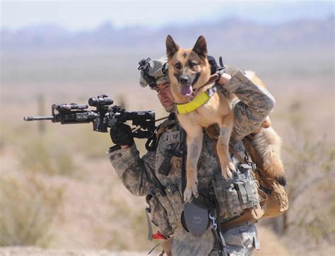 40 Pictures Of Military Service Dogs
