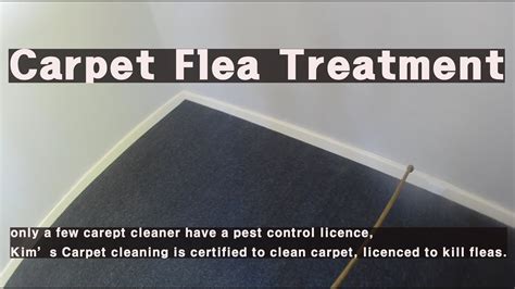 Carpet Flea Treatment Youtube