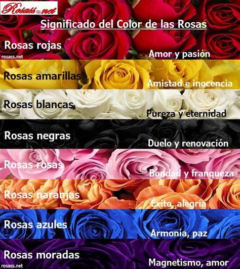 El Significado Del Color De Las Rosas Kulturaupice
