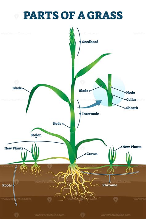 Parts Of Grass With Educational Labeled Structure Anatomy