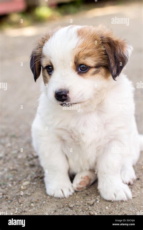 White Adorable Puppy With Brown Colored Ears Stock Photo Alamy