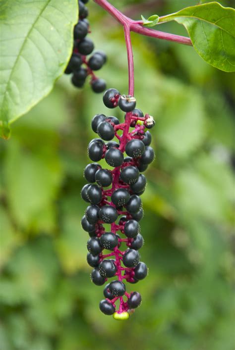 Pokeweed Berry Cluster Phytolacca Americana See Geo Flickr