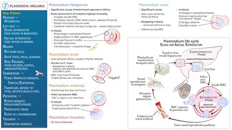 Immunology Microbiology Plasmodia Malaria Ditki Medical