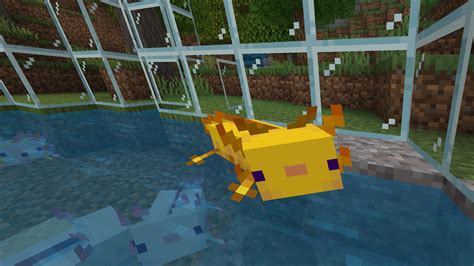 Minecraft Axolotl Guide How To Find Breed And Tame End Gaming