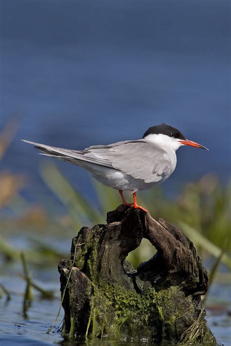 Peters Portfoliobird And Wildlife Photography Common Tern