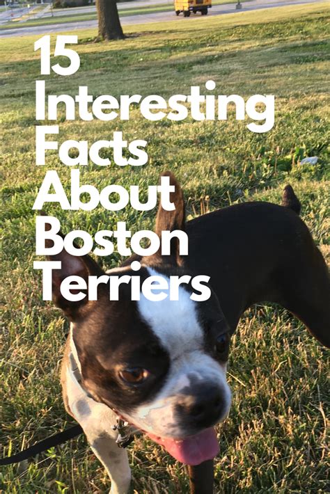 15 Interesting Facts About Boston Terriers 2021 Boston Terrier