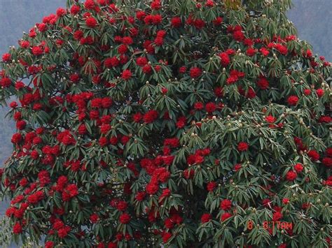 Our National Flower Laligurans ~ Tourist Place Of Nepalgalkot