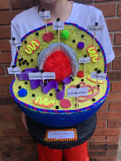 Animal Cell Model