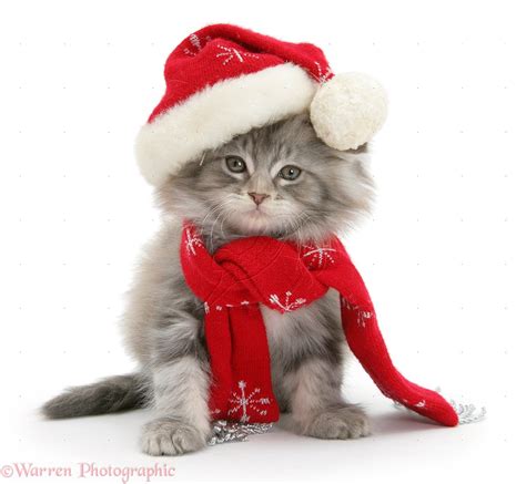 Cute Kittens Wearing Christmas Hats Cute Kittens Photo 40840520