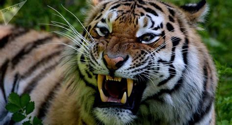 Wwf also advocates for improved regulation of the captive tiger population in the us. Tigre Siberiano: Alimentação, Peso, Curiosidades, Extinção ...