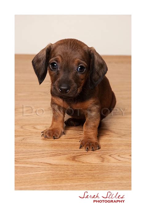 We have dappled, piebald and brindle. Dachshund Puppies! - {Idaho/Utah Pet photographer}