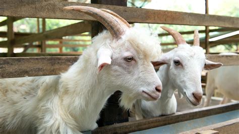 Which Goat Is Right For You Modern Farmer