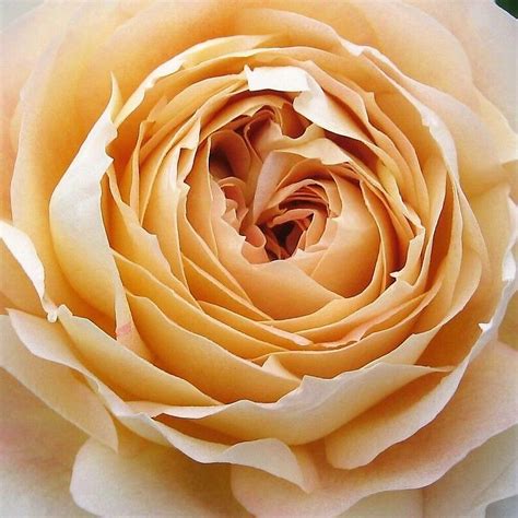 Beige Caramel Antike Garden Roses Orange Wedding Flowers Inexpensive