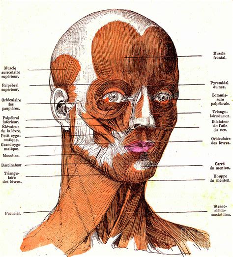 Facial Muscle Anatomy Photograph By Collection Abecasisscience Photo