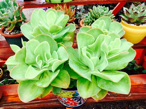 Echeveria Pallida With Images Echeveria Succulents Plants