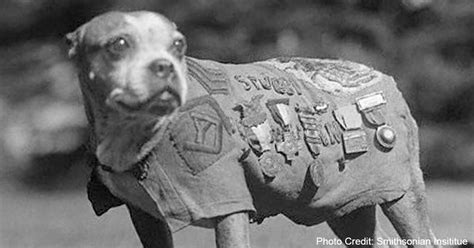 Meet Sgt Stubby — The Militarys Most Famous War Dog The Animal