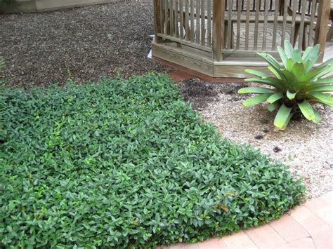 Flowering Ground Cover Shade Plants Groundcovers You Can Step On