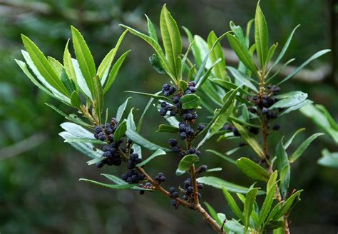 The foliage is also aromatic. Pacific Wax Myrtle - Monrovia - Pacific Wax Myrtle