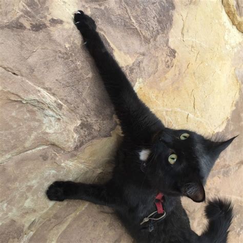 Shelter Cat Makes Perfect Rock Climbing Partner Cat Shelter