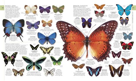 Types Of Butterflies Butterfly Illustration Butterfly Species