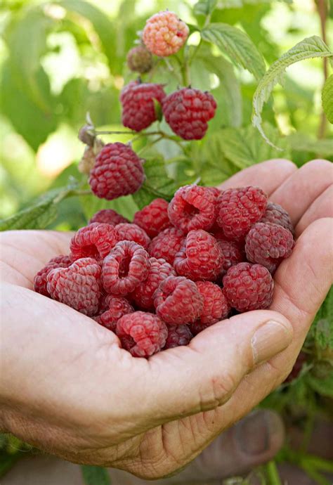 How To Grow Raspberries Better Homes And Gardens