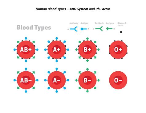 Chart Human Blood Types