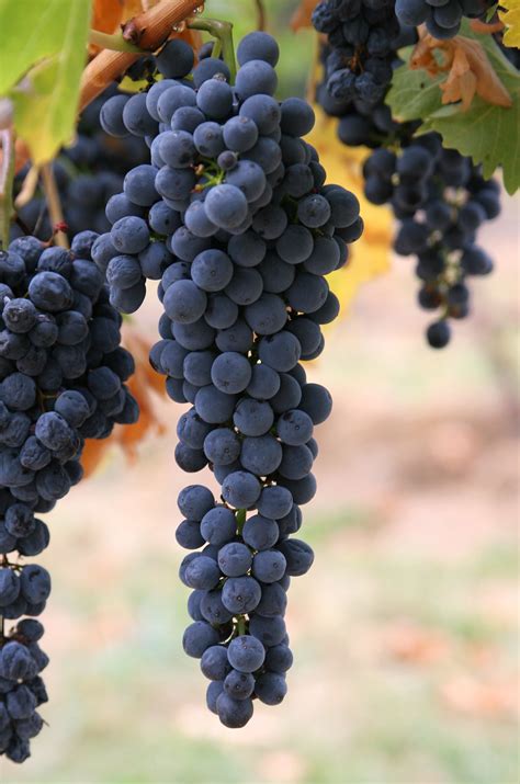 Grapes Nutritional Facts Calories Health Benefits And Pictures