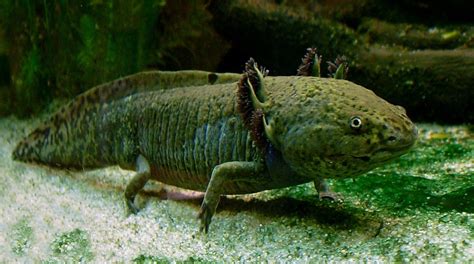 10 Fascinating Facts About Mexican Salamanders